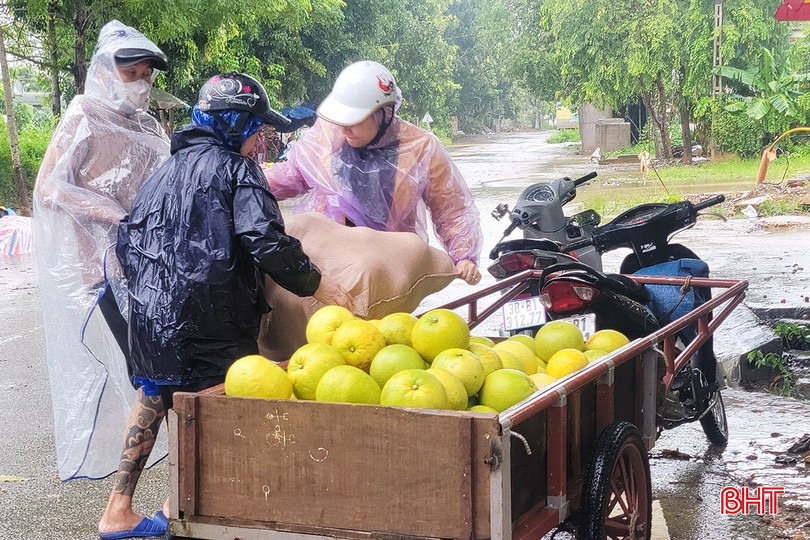 Giá bưởi trong ngày mưa lũ cũng giảm mạnh.