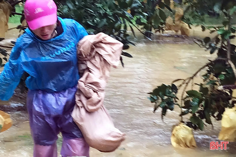 Lo ngại trước diễn biến phức tạp của bão số 6, nhiều hộ dân ở các xã Phúc Trạch, Hương Đô, Hương Phố, Hà Linh... khẩn trương thu hoạch bưởi Phúc Trạch tại các vùng thấp trũng.
