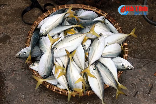 bi thu tinh uy kiem tra danh bat tieu thu hai san tai cang ca thach kim