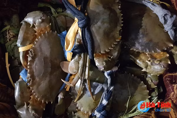 hai san sau tet gia tang manh hang khan hiem