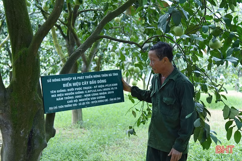 Xứ bưởi Hà Tĩnh chuẩn bị vào mùa thu hoạch