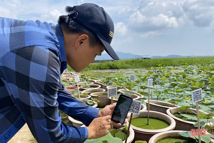 Tích tụ ruộng đất, nâng tầm nông nghiệp đô thị TP Hà Tĩnh