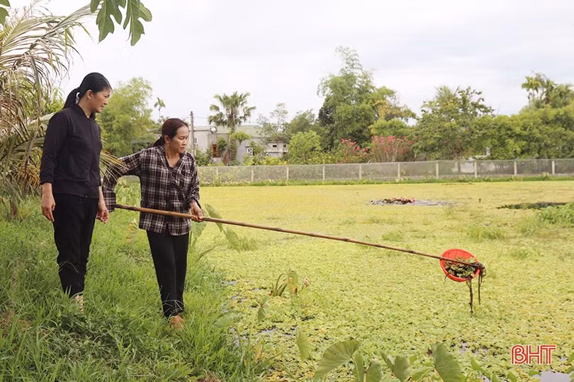 Người dân Tân Lâm Hương nâng cao thu nhập nhờ nuôi ốc bươu đen