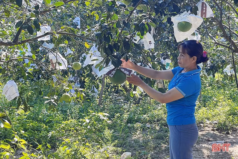 Từ tay trắng trở thành nông dân sản xuất, kinh doanh giỏi
