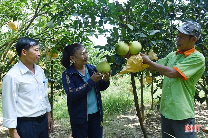 Xứ bưởi Hà Tĩnh chuẩn bị vào mùa thu hoạch