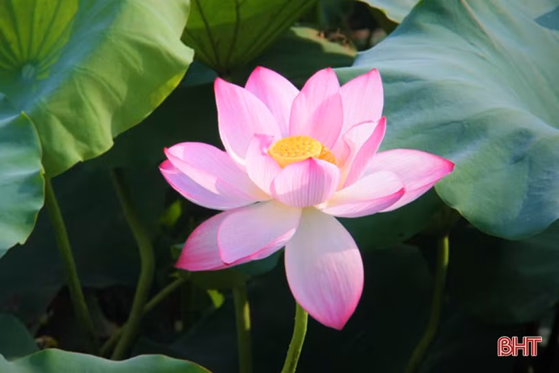 Ngan ngát những mùa sen