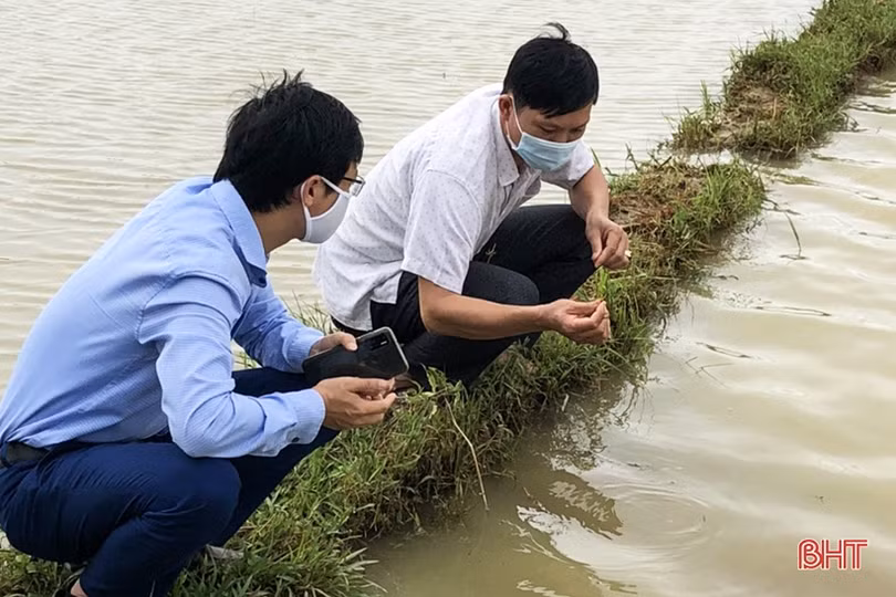 Hà Tĩnh: Mưa lớn gây ngập úng hơn 12.630 ha diện tích hoa màu và lúa hè thu