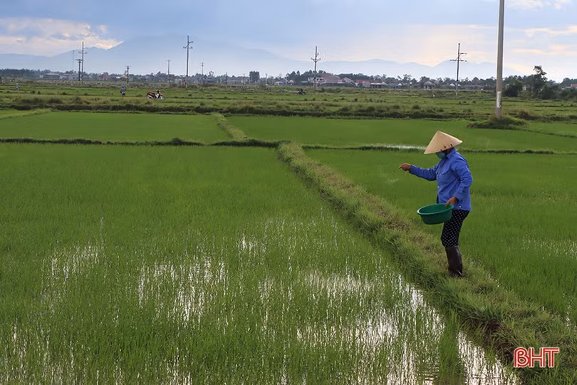 Nông dân xứ Cẩm hối hả tỉa dặm, chăm sóc lúa hè thu