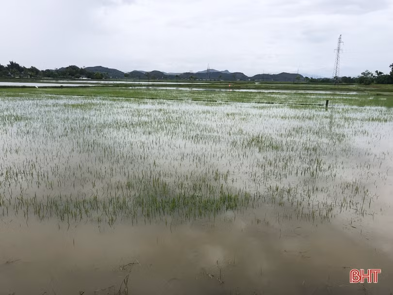 Hà Tĩnh: Mưa lớn gây ngập úng hơn 12.630 ha diện tích hoa màu và lúa hè thu