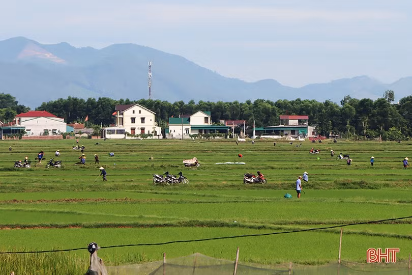 Nông dân xứ Cẩm hối hả tỉa dặm, chăm sóc lúa hè thu