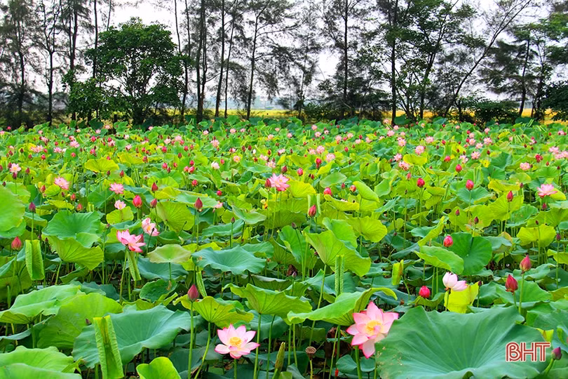 Ngan ngát những mùa sen