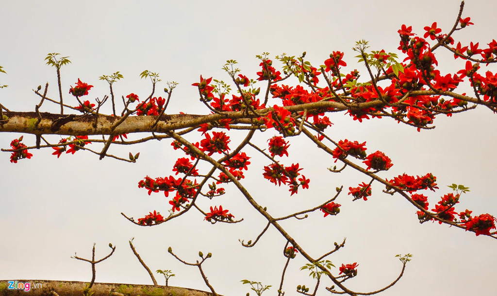 “Mùa săn mây” trên đỉnh Trường Sơn Đông