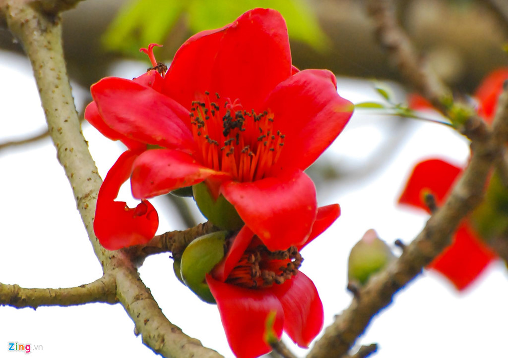 “Mùa săn mây” trên đỉnh Trường Sơn Đông