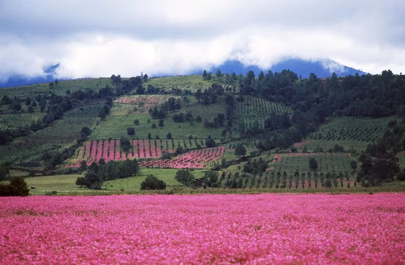photo ngat ngay voi loat anh dep mua xuan khap noi tren the gioi