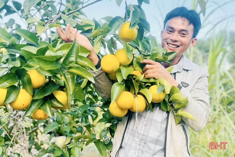 Cam được giá, nông dân phấn khởi thu hoạch