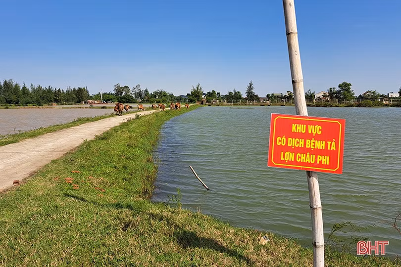 Dịch tả lợn châu Phi diễn biến phức tạp, Hà Tĩnh chủ động phòng chống