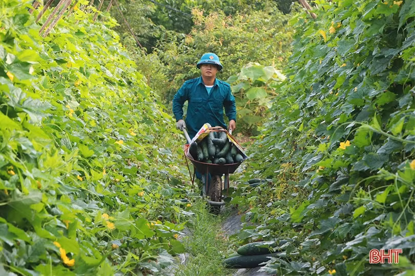 Trồng bí xanh hữu cơ trên đất đồi cho hiệu quả cao