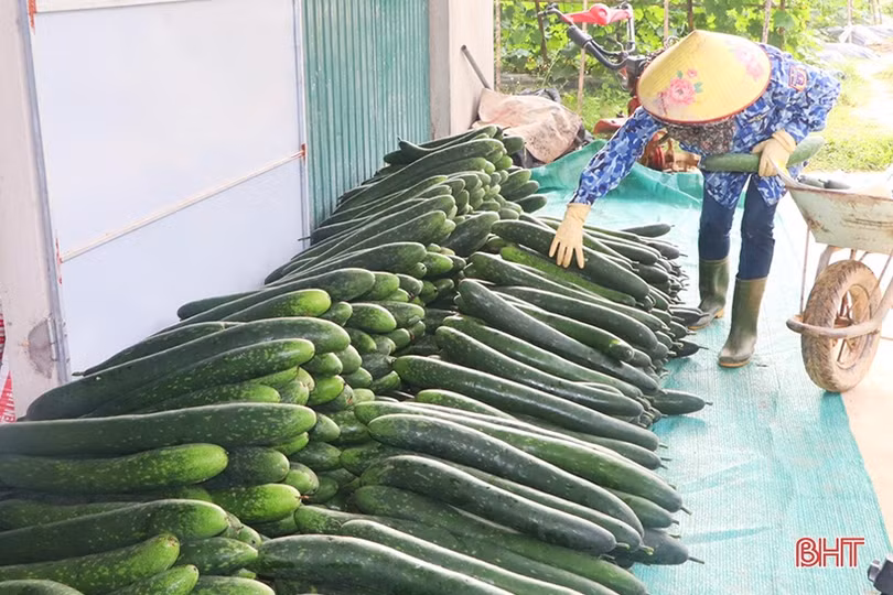 Trồng bí xanh hữu cơ trên đất đồi cho hiệu quả cao