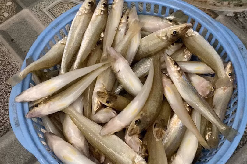 Ngư dân vùng Cửa Sót vào mùa câu 