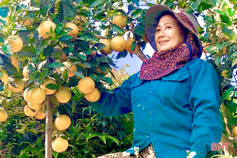 Cam được giá, nông dân phấn khởi thu hoạch