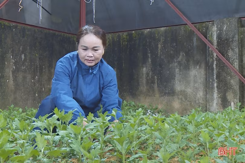 Lung linh ánh đèn trên những vườn hoa chờ tết ở Hà Tĩnh