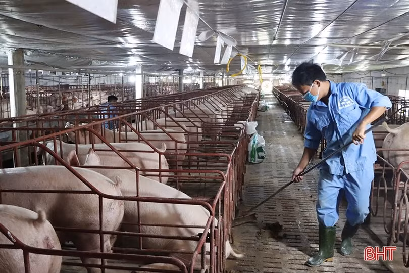 Giá lợn hơi giảm sâu, người chăn nuôi ở Hà Tĩnh đối mặt thua lỗ