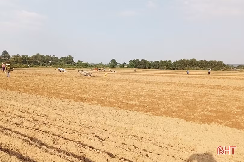 Nông dân Vũ Quang tập trung xuống giống hơn 620 ha ngô vụ đông