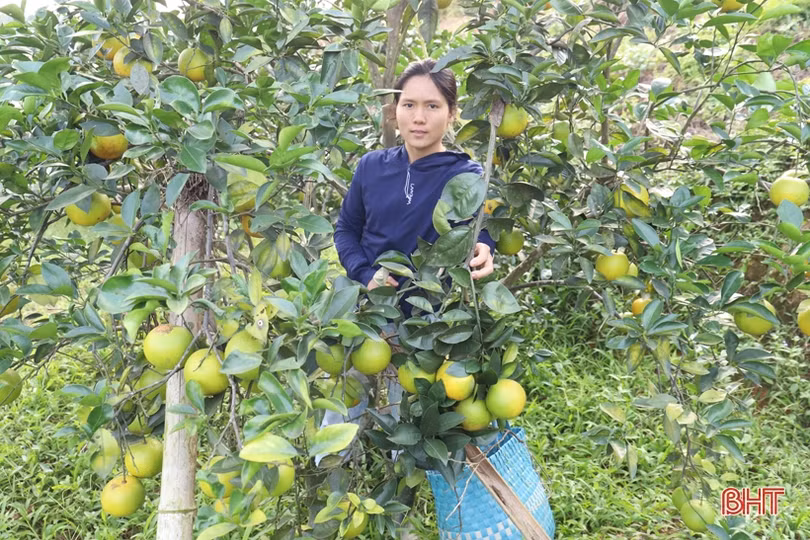 Cam chanh, cam bù trĩu quả, người dân vui như hội