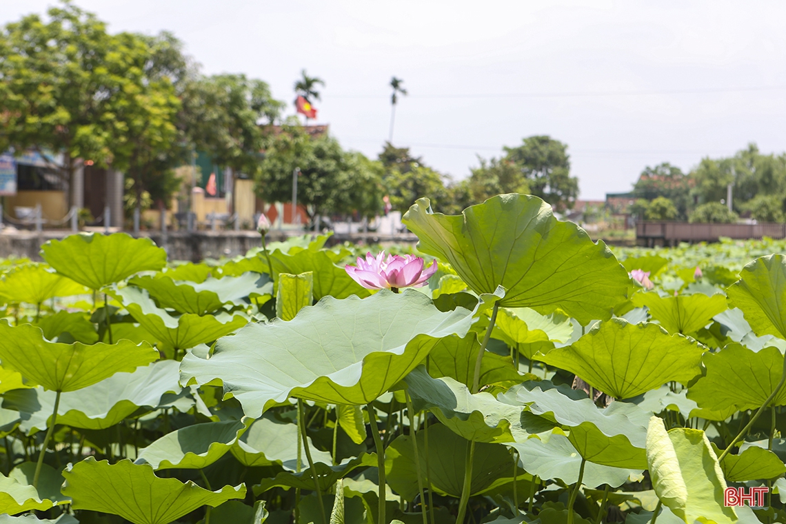 Làng Sen trong muôn vàn thương nhớ...