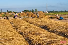 Vùng hành tăm lớn nhất Hà Tĩnh vào vụ mới
