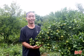 Khai thác lợi thế, nâng giá trị kinh tế vườn đồi Xuân Lộc