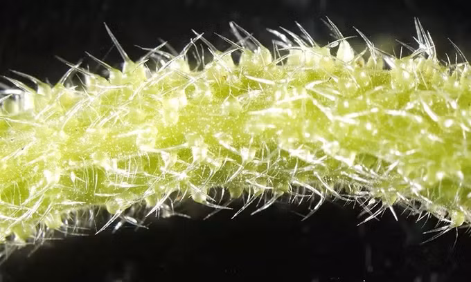 Loài thực vật tiết chất độc như bọ cạp
