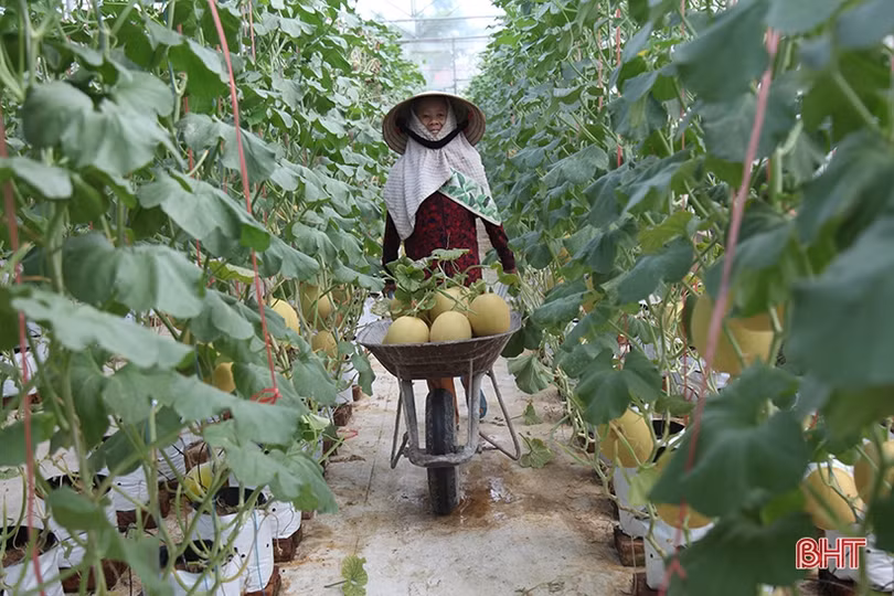 “Mục sở thị” vườn dưa lưới cho thu nhập gần nửa tỷ đồng mỗi năm ở Hà Tĩnh