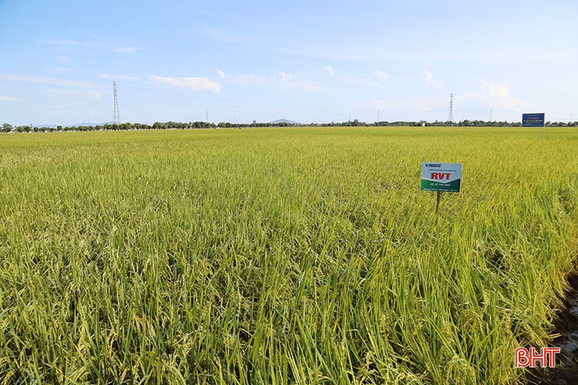 Hiệu quả kinh tế tăng 15 - 20% từ những cánh đồng “4 cùng” ở Hà Tĩnh