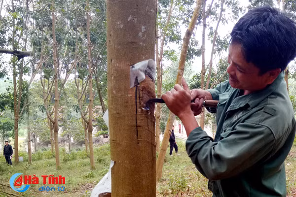 10 nam ben duyen cao su huong khe bat dau don vang trang