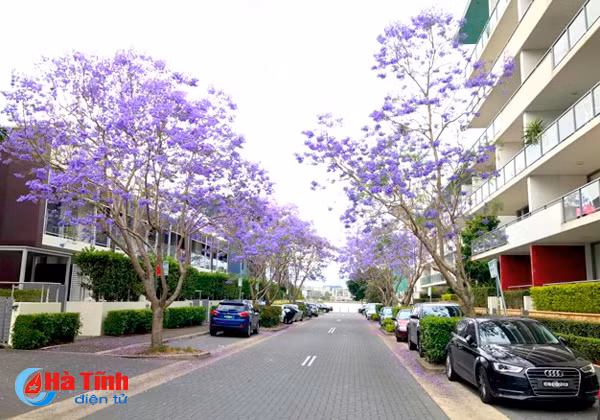 mua phuong tim ruc ro o australia qua ong kinh du hoc sinh ha tinh