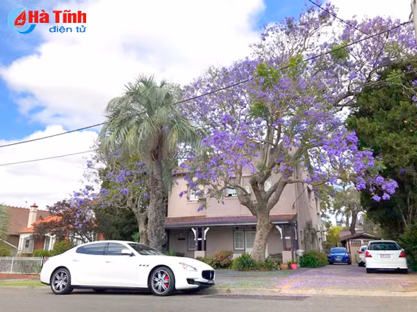 mua phuong tim ruc ro o australia qua ong kinh du hoc sinh ha tinh