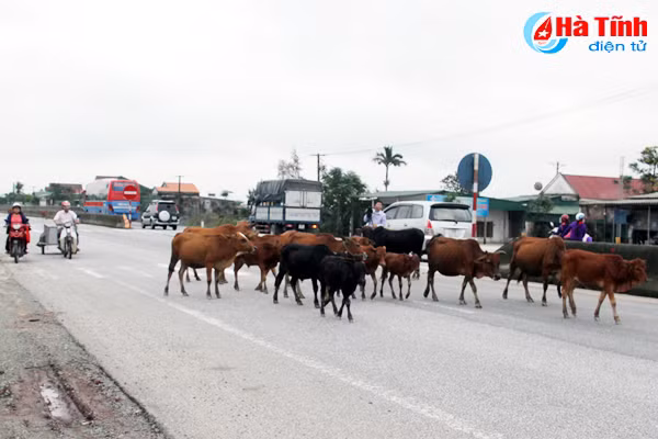 sau dot cao diem trau bo van tung tang tren quoc lo