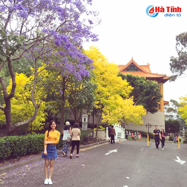 mua phuong tim ruc ro o australia qua ong kinh du hoc sinh ha tinh