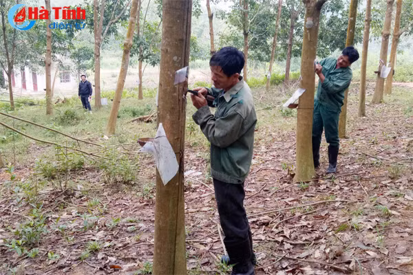 10 nam ben duyen cao su huong khe bat dau don vang trang