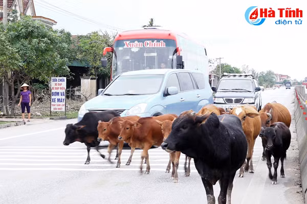 sau dot cao diem trau bo van tung tang tren quoc lo