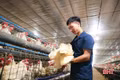 Đầu tư 10 tỷ đồng nuôi gà Ai Cập, mỗi ngày thu hơn 28.000 quả trứng