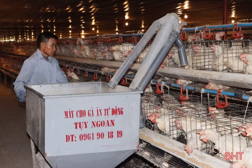 Nắng nóng gay gắt, nông dân Hà Tĩnh tăng cường sức đề kháng cho vật nuôi