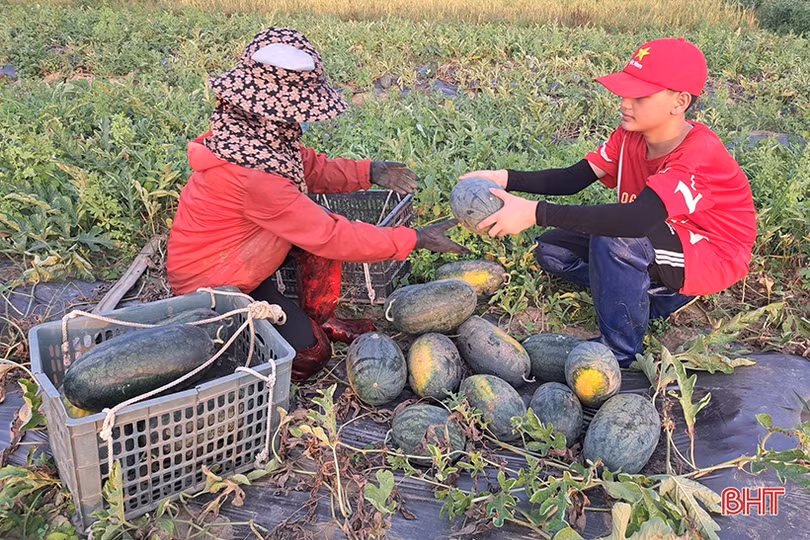 Mùa dưa hấu “ngọt” ở Nghi Xuân