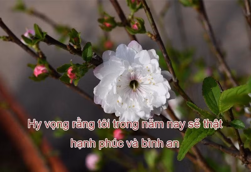 Lời chúc bản thân năm mới thật hay và độc đáo nhất
