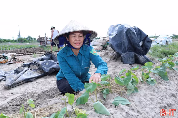 Hà Tĩnh: Hơn 650 ha cây trồng vụ đông đã xuống giống