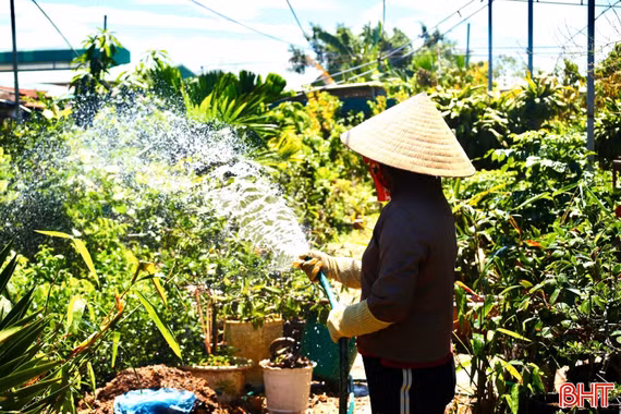 Cẩn trọng với giống cây ăn quả không rõ nguồn gốc