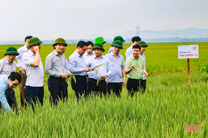 Đánh giá tổng thể giống lúa triển vọng, bổ sung vào bộ giống chủ lực của Hà Tĩnh