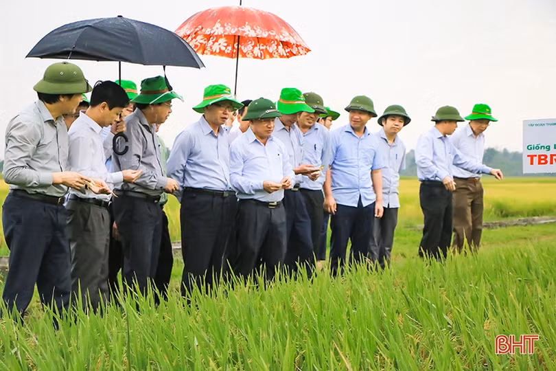 Đánh giá tổng thể giống lúa triển vọng, bổ sung vào bộ giống chủ lực của Hà Tĩnh