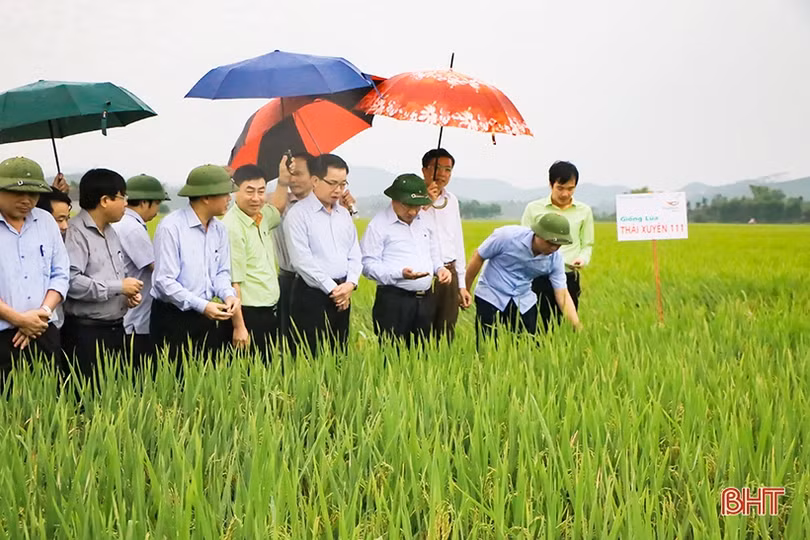Đánh giá tổng thể giống lúa triển vọng, bổ sung vào bộ giống chủ lực của Hà Tĩnh
